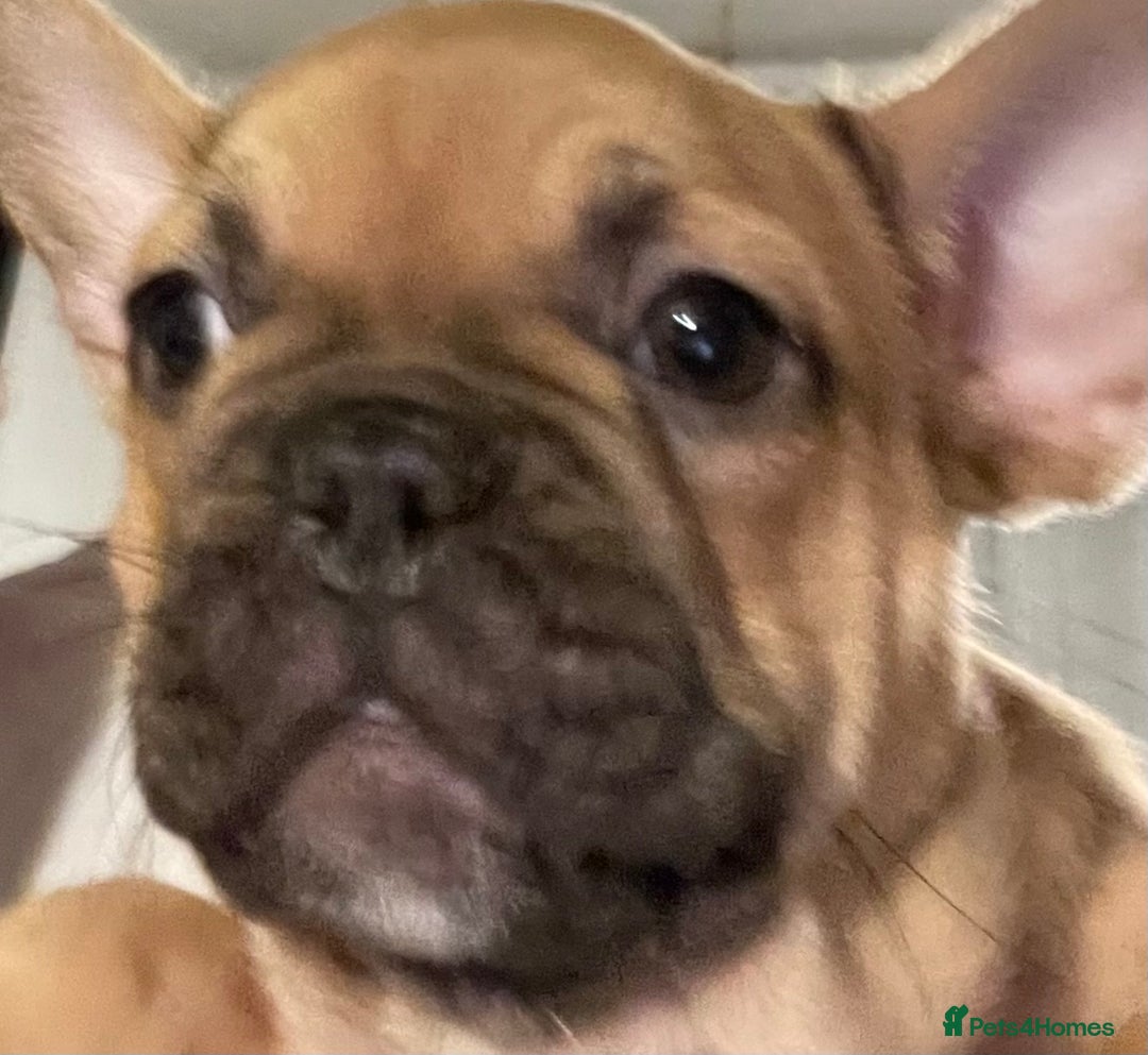 French Bulldog dogs for sale: Pedigree  French bulldogs ready to leave  - Image 11