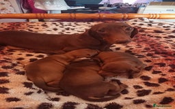Miniature Dachshund dogs for sale: Miniature daschund puppies for sale  - Image 5