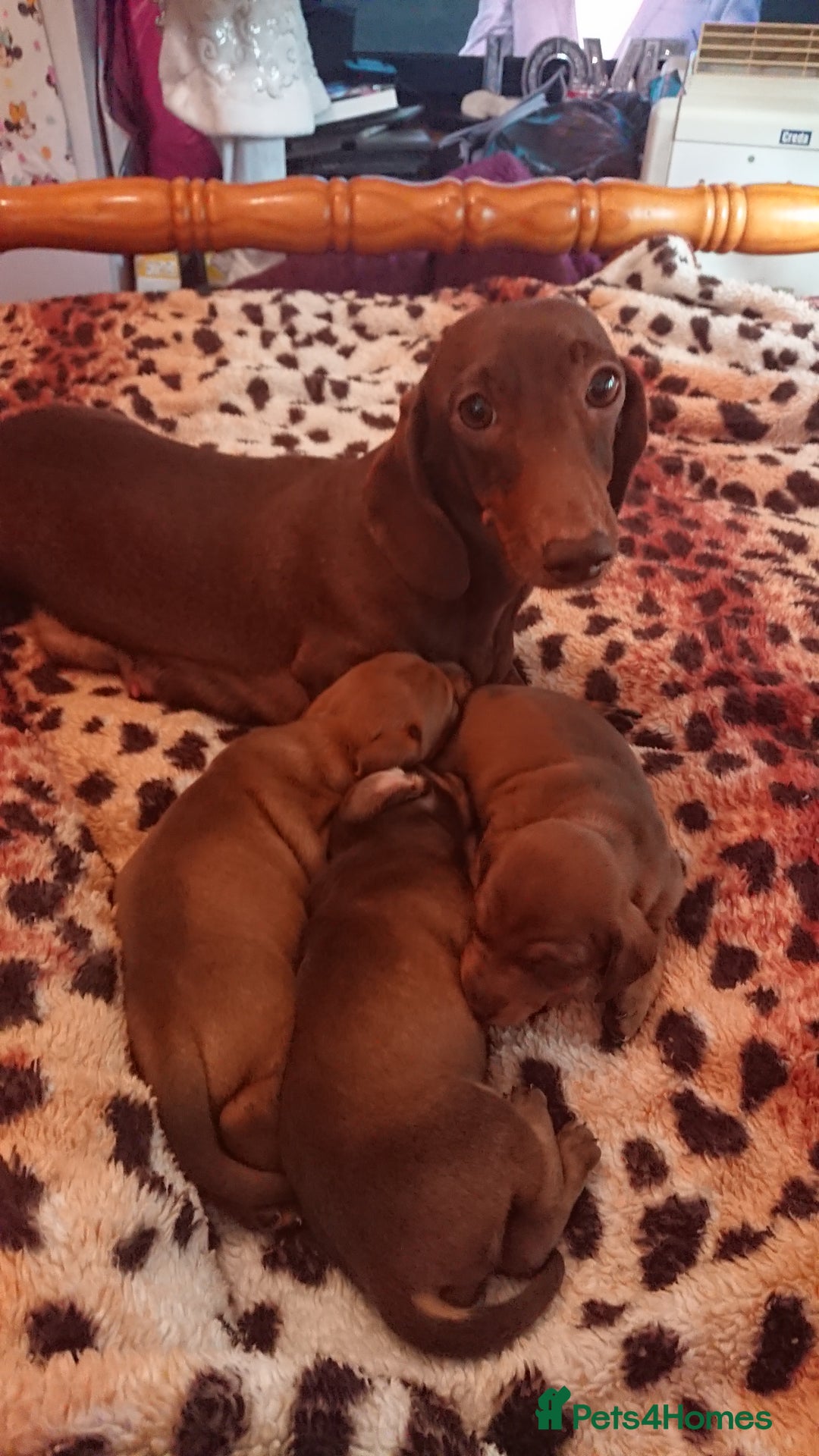 Miniature Dachshund dogs for sale: Miniature daschund puppies for sale  - Image 5