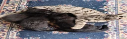 Mixed Breed cats for sale: Beautiful Black Ghost Tabby in London - Advert 2