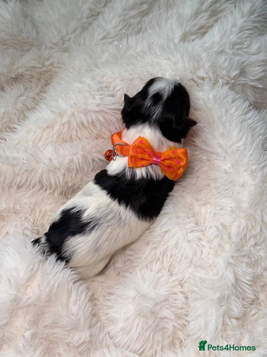 Yorkshire Terrier dogs for sale: BIEWER YORKIE PUPPIES 4 Available Licensed Breeder - Advert 5