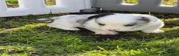 Welsh Corgi Cardigan dogs for stud: Proven Blue Merle corgi stud boy.  - Advert 6
