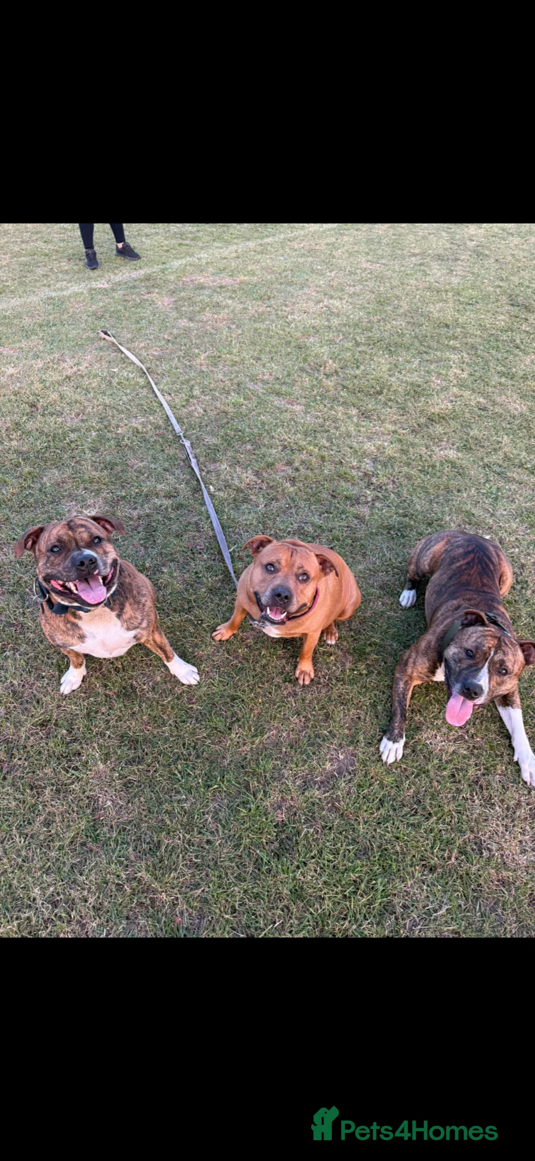 Staffordshire Bull Terrier dogs for stud: 2 Year old Male Staffordshire bull terrier stud - Advert 2
