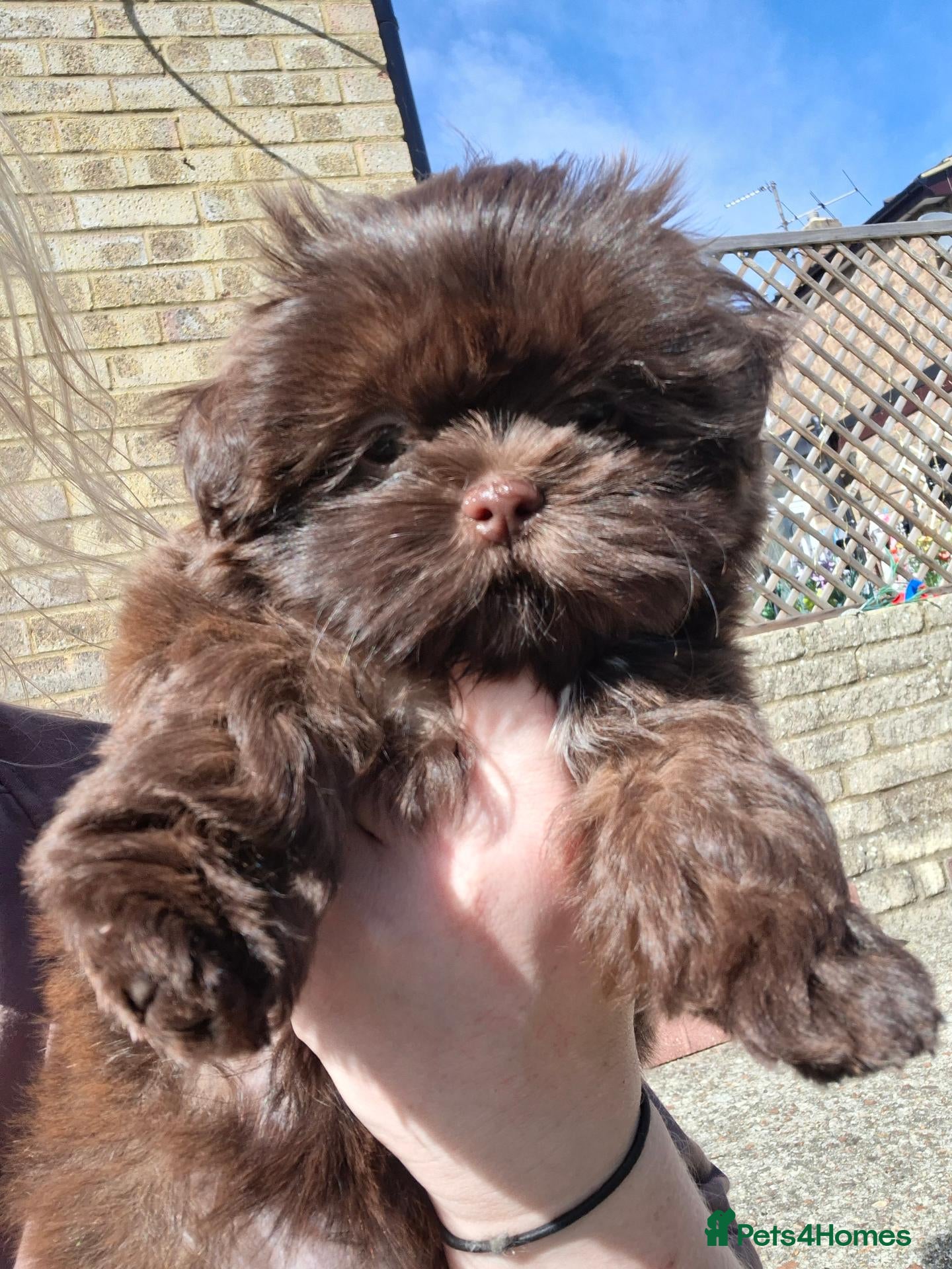 Shih Tzu dogs 5 beautiful KC reg shih Tzu puppies  - Advert 2