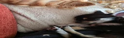 Chihuahua dogs for sale:  Beautiful tricoloured puppy in Bridgend - Advert 5