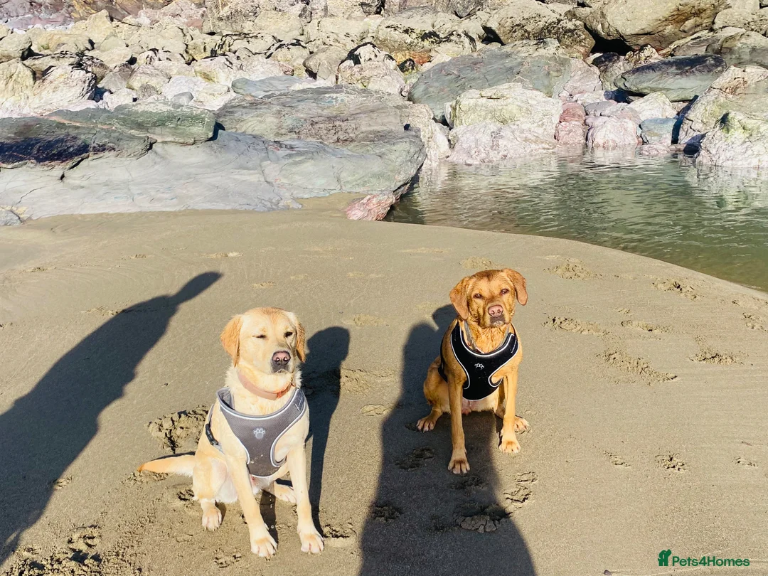 Labrador Retriever dogs for sale: Beautiful Labrador Retriever Cross Puppies - Advert 4
