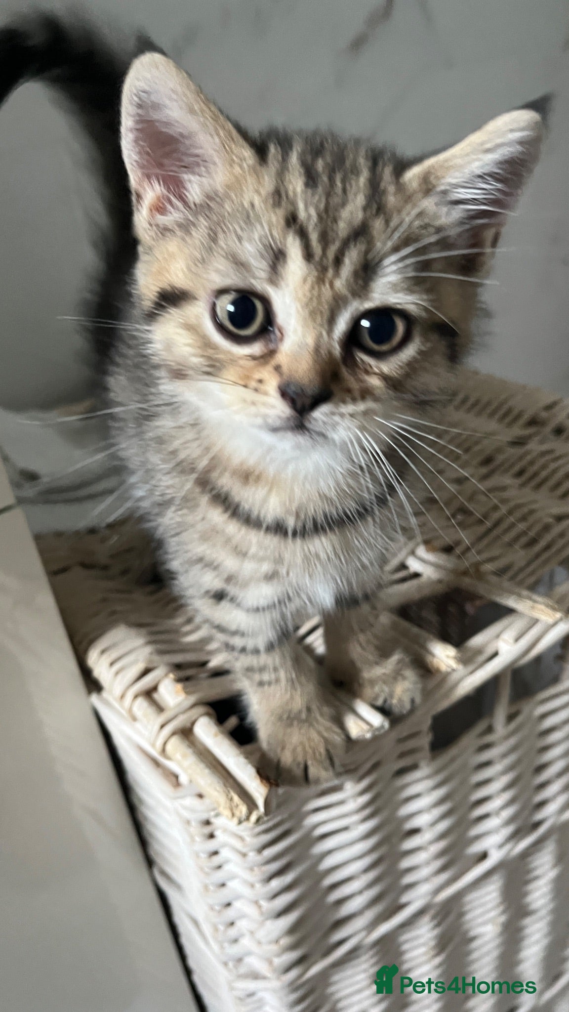 Scottish Fold cats Lovely Scottish straight kitten  - Advert 1