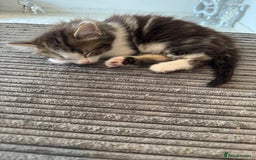 Mixed Breed cats for sale: 3 beautiful fluffy kittens  - Image 6