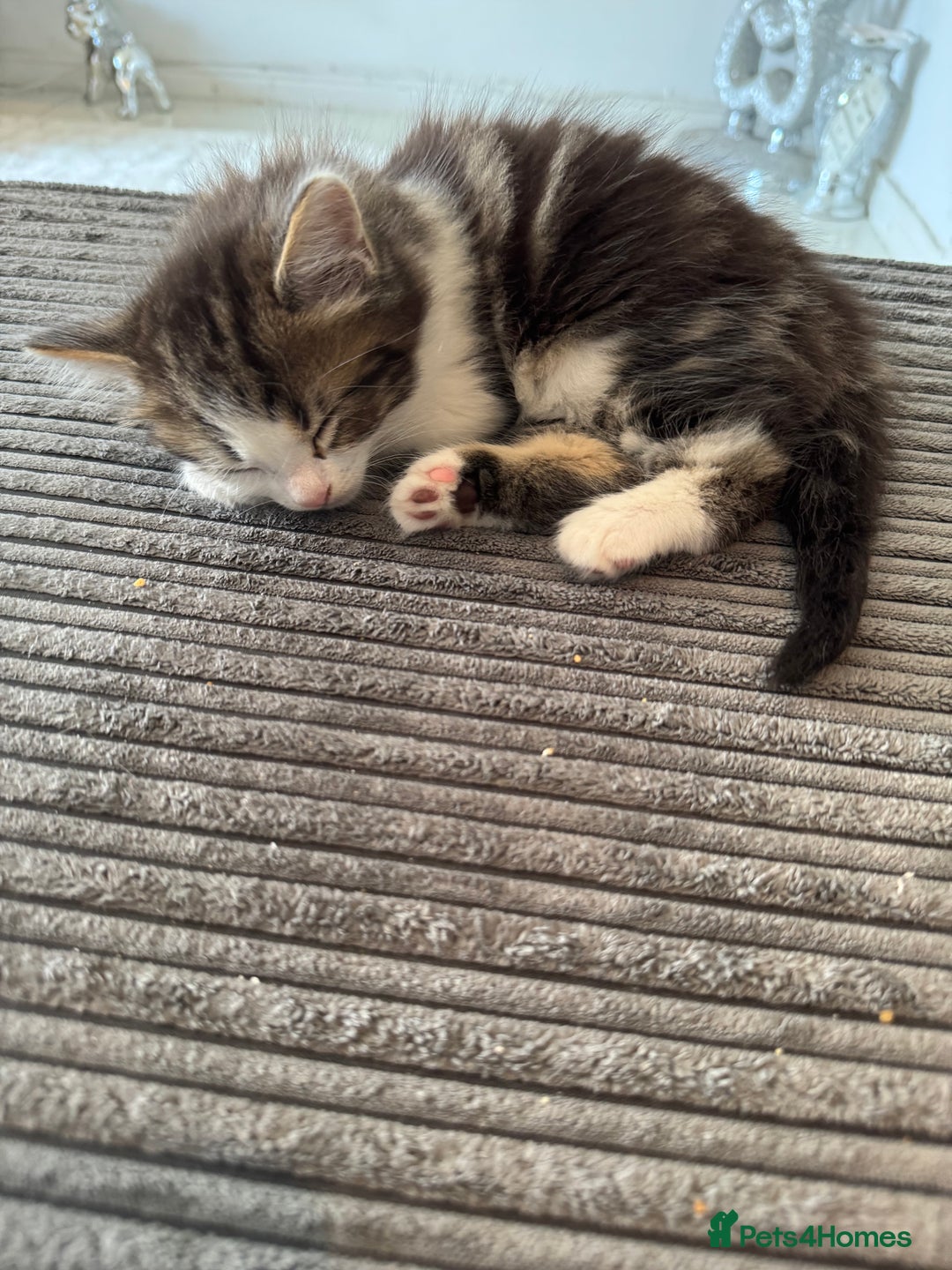 Mixed Breed cats for sale: 3 beautiful fluffy kittens  - Image 6