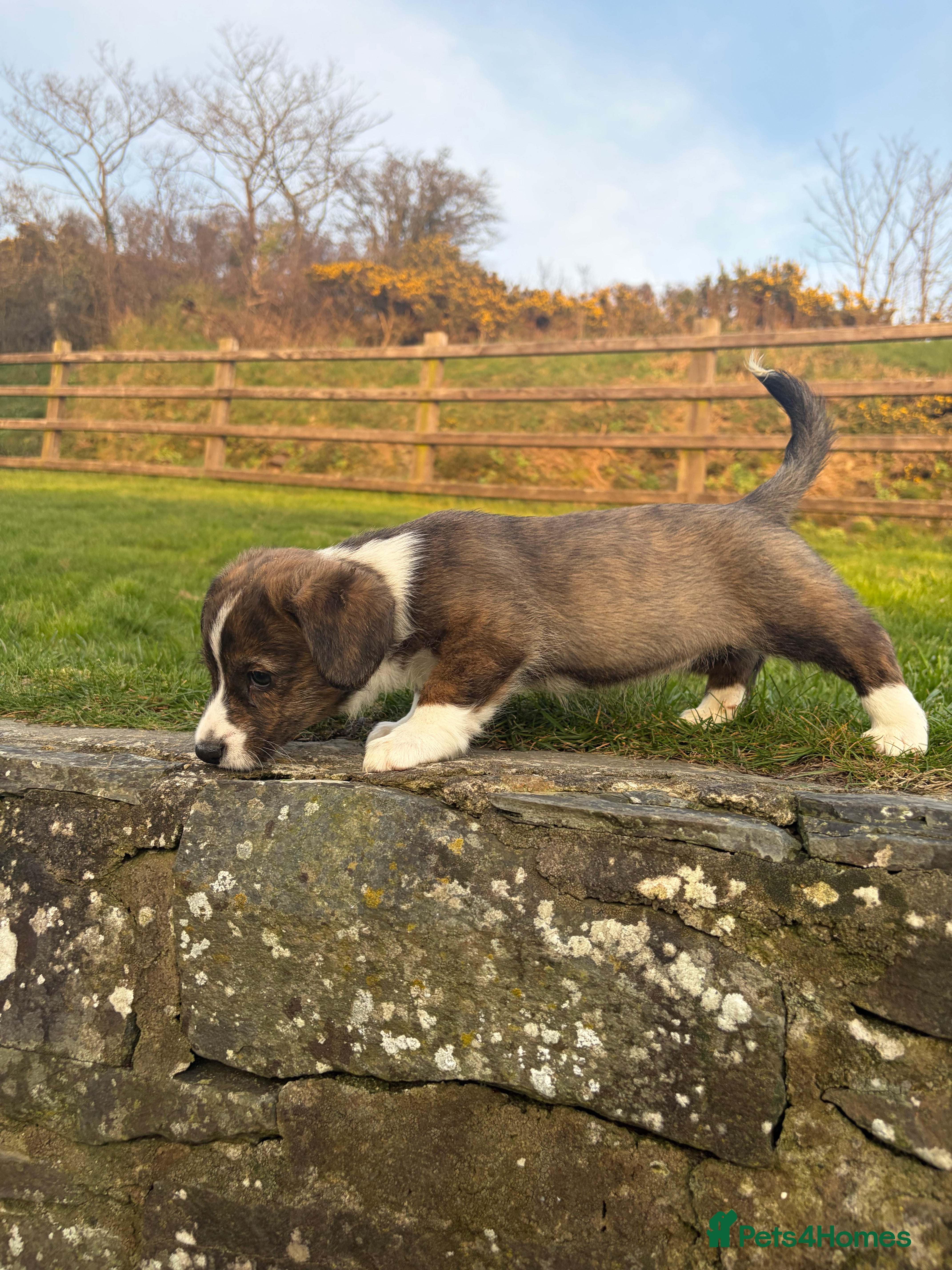 Welsh Corgi Cardigan dogs Beautiful Welsh Cardigan Corgi  - Advert 6