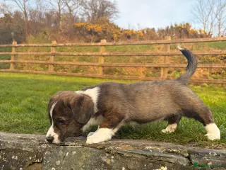 Welsh Corgi Cardigan dogs Beautiful Welsh Cardigan Corgi - Advert 6