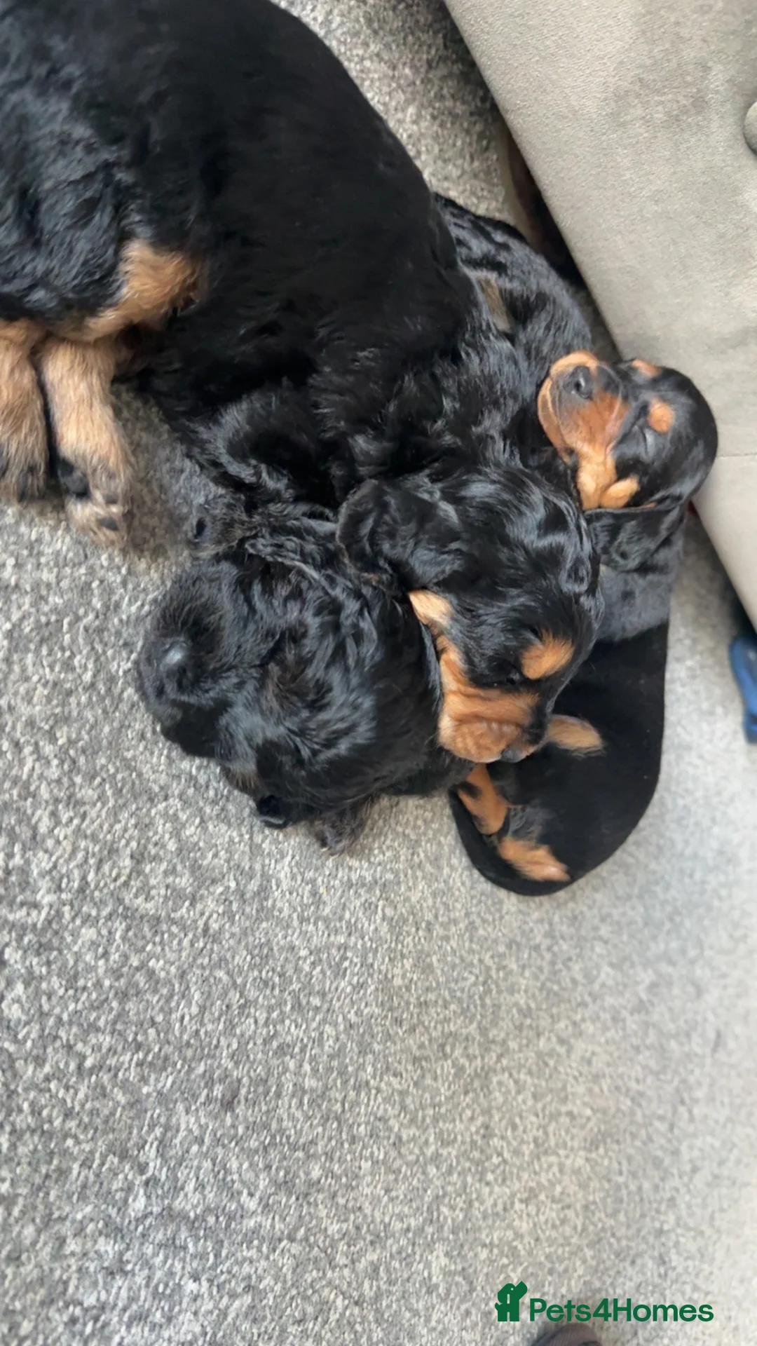 Mixed Breed dogs for sale: Doxiepoo x Cockapoo  - Advert 5