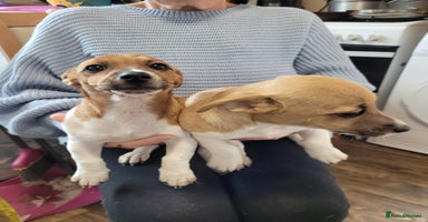 Jack Russell dogs - Advert 15