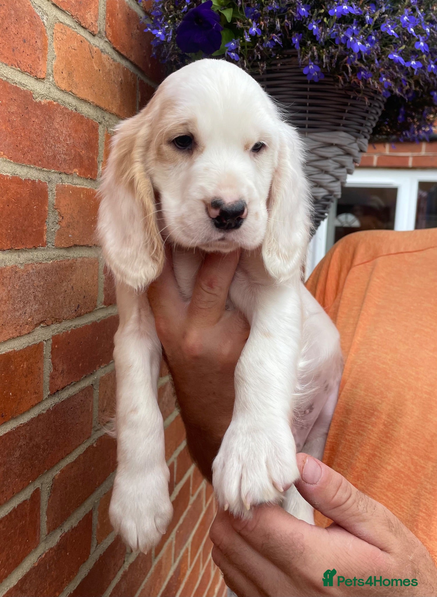 Clumber Spaniel dogs Health Tested Working Cocker x Clumber Puppies - Advert 1