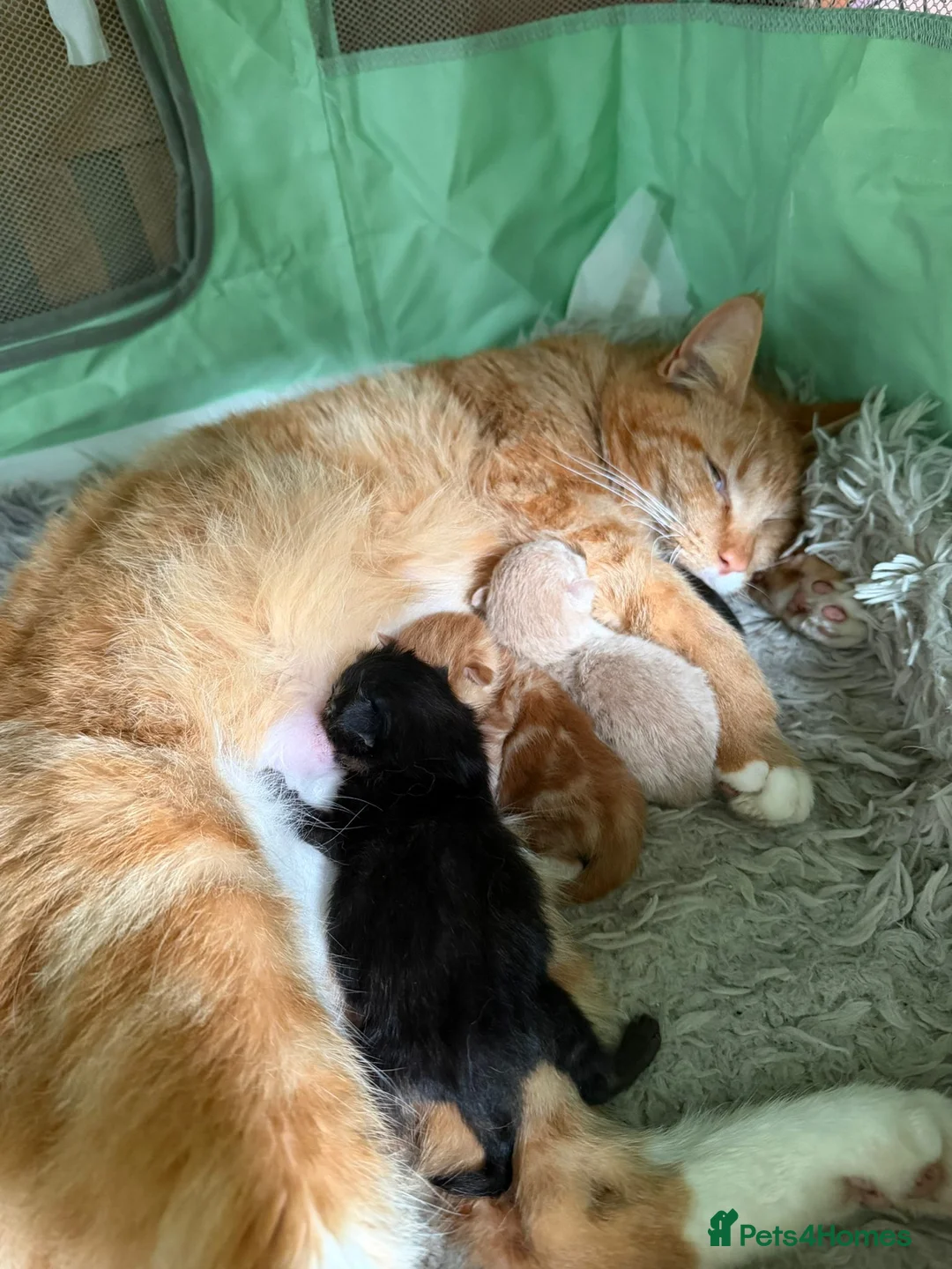 Mixed Breed cats for sale: Beautiful Maincoon X Selkirk Rex GIRLS - Advert 2