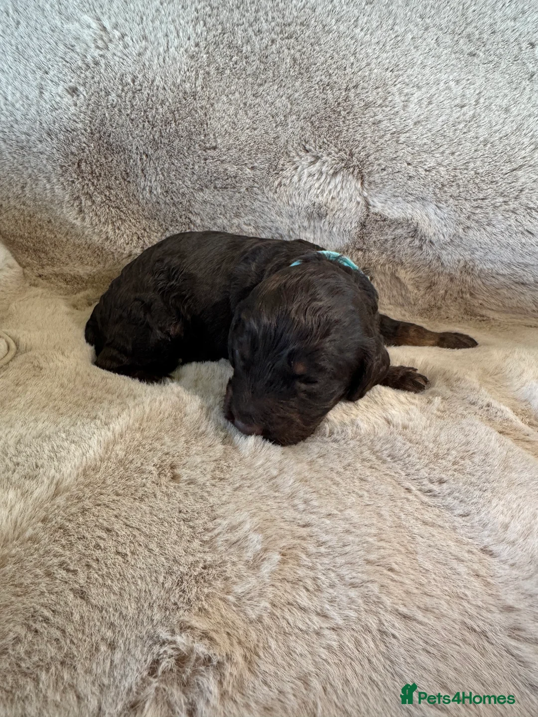 Cockapoo dogs for sale: 8 Beautiful F2 Cockapoos  - Advert 32