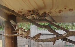 Finches birds for sale: Zebra finches - Image 2