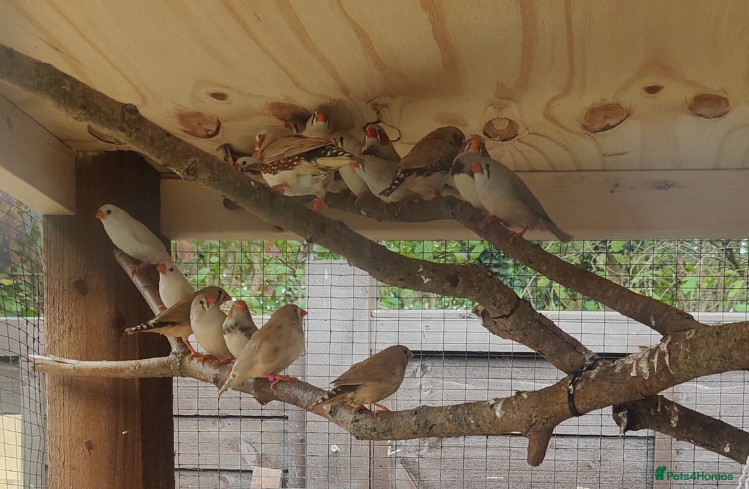 Finches birds for sale: Zebra finches - Image 2