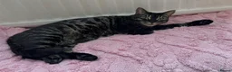 Mixed Breed cats for sale: 2yr Old Bengal Cross Female  in Lowestoft - Advert 7