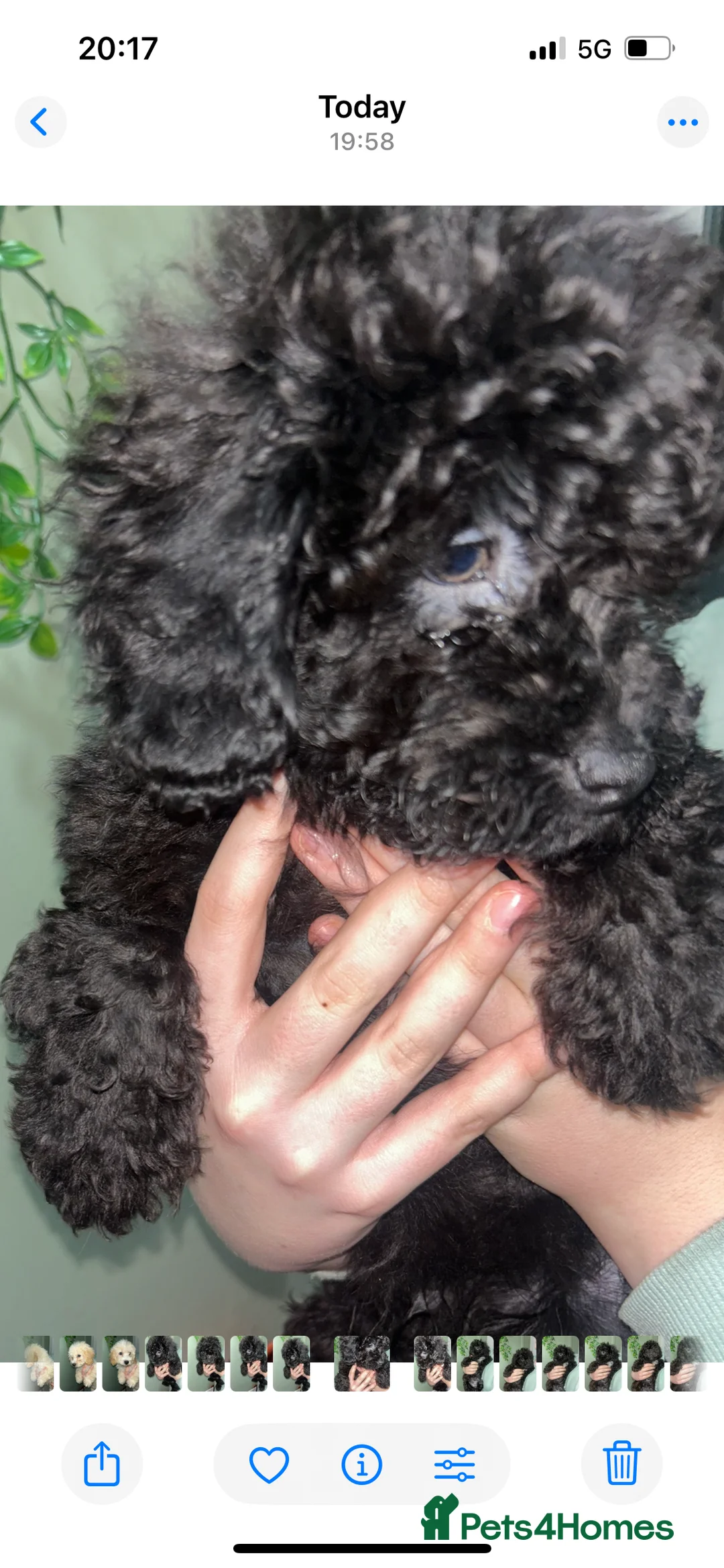 Cavapoo dogs for sale: BEAUTIFUL TOY CAVAPOOS - Advert 2