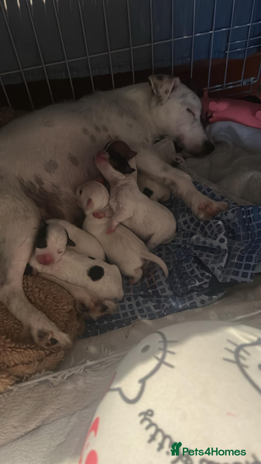Parson Russell dogs Adorable Parsons terrier pups - Advert 15
