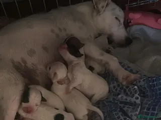 Parson Russell dogs Adorable Parsons terrier pups - Advert 5