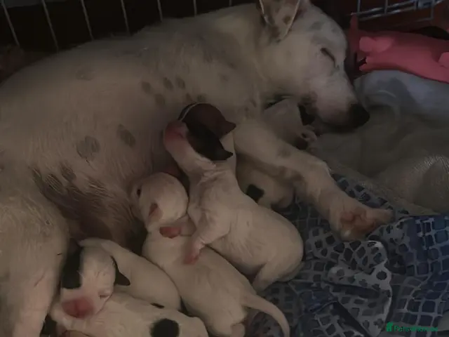 Parson Russell dogs Adorable Parsons terrier pups - Advert 1