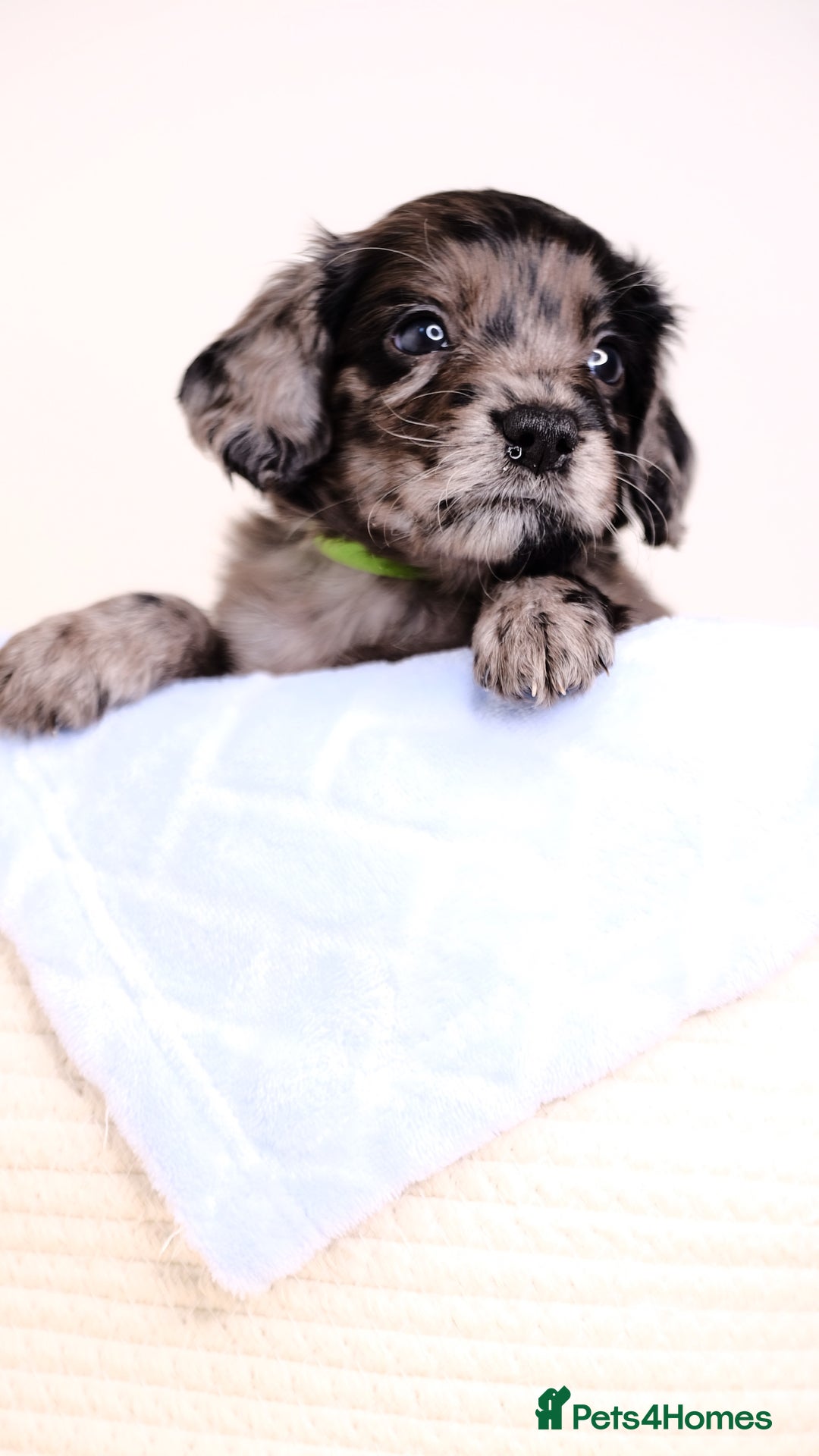 Mixed Breed dogs for sale: 8 UNIQUE Spaniel x Poodle Puppies - Image 9