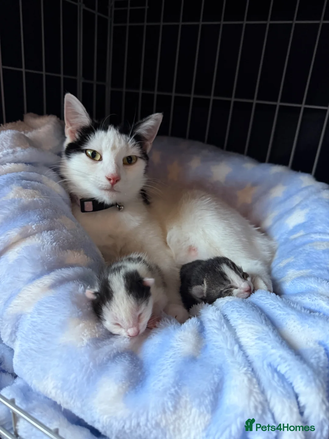 Domestic Shorthair cats for sale: 2 beautiful kittens need there forever homes in Stourbridge - Advert 1