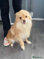 Pomeranian dogs - Advert 13