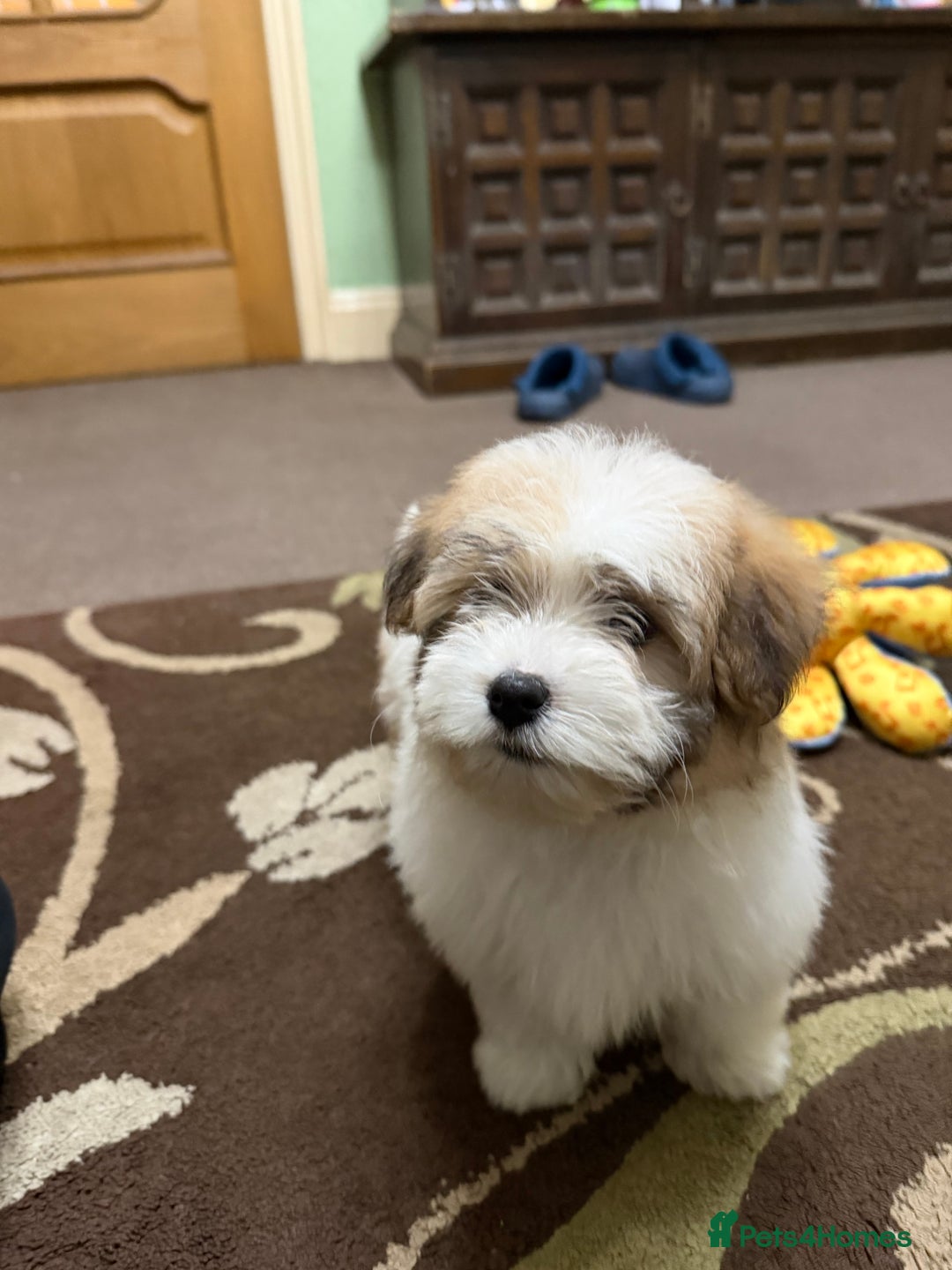Havanese dogs for sale: ***Amazing Havanese Puppies *** - Advert 11