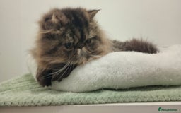 Persian cats for sale: Lovely boy rehoming  - Image 14