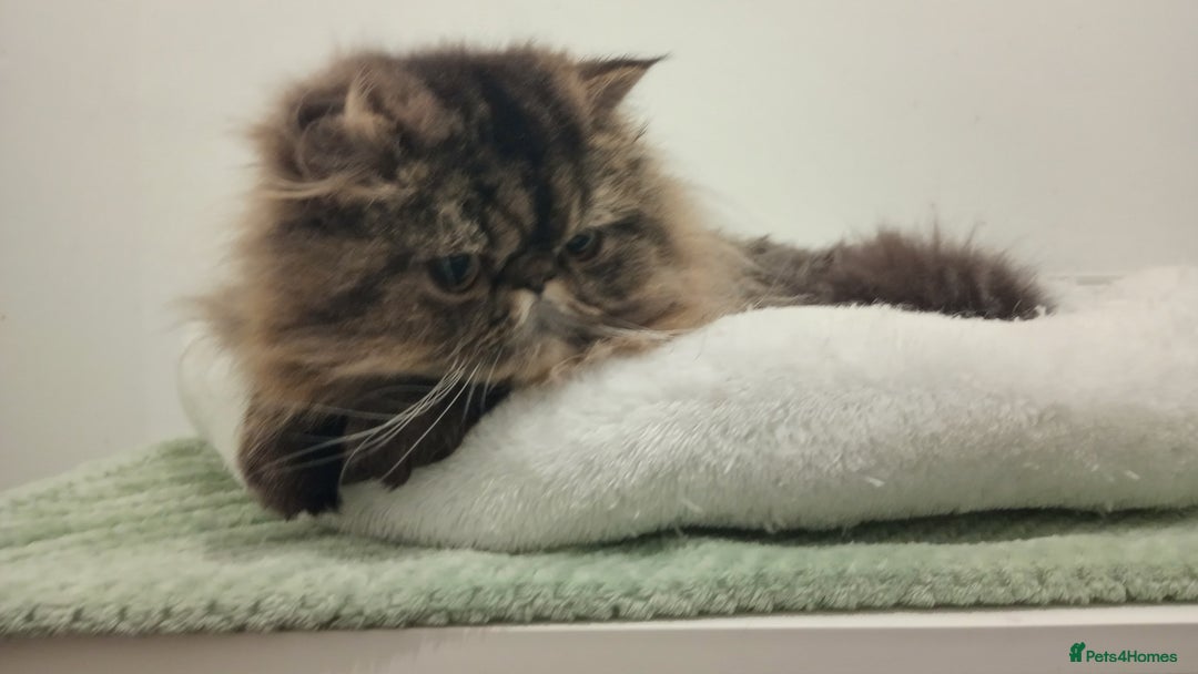 Persian cats for sale: Lovely boy rehoming  - Image 14