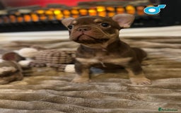 French Bulldog dogs for sale: Rojo and Isabella Merle Pups - Image 17