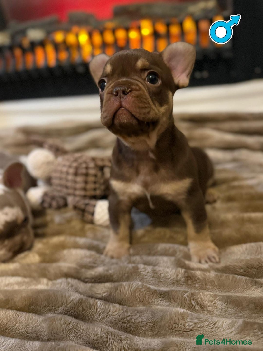 French Bulldog dogs for sale: Rojo and Isabella Merle Pups - Image 17