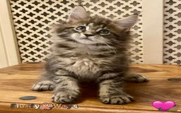 Maine Coon cats for sale: 🐾🦁 *TICA* MAINE COON KITTENS 🧬 DNA CLEAR 🦁🐾 - Image 28
