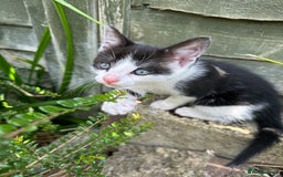 British Shorthair cats for sale: Female Ginger, Calico and Black and White - Image 12