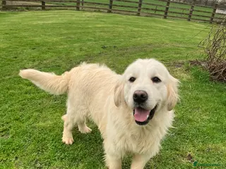 Golden Retriever dogs Adult Hansome Boy - Advert 1