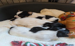 Biewer Terrier dogs for sale: Adorable Purebred Biewers  - Image 17