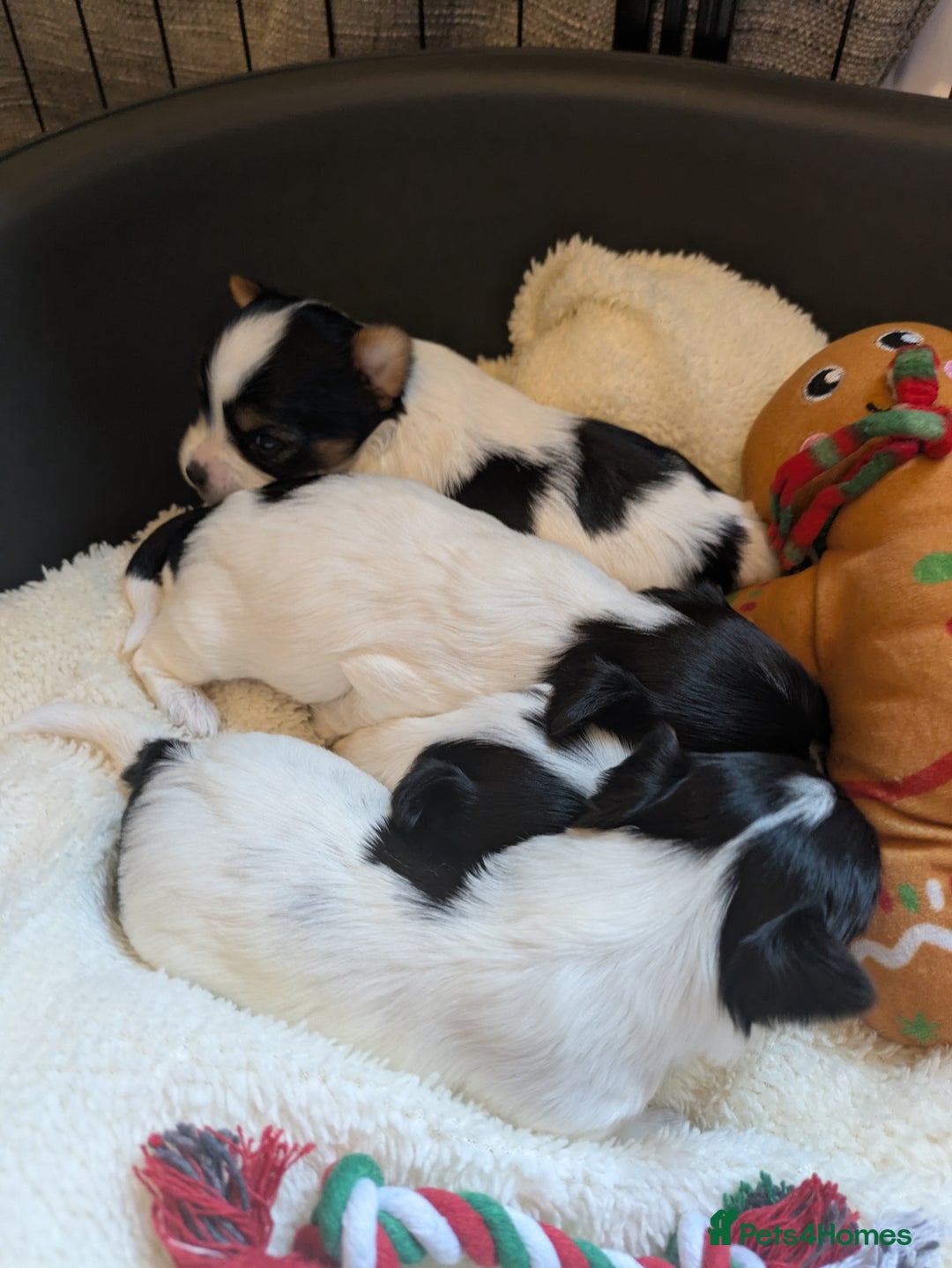 Biewer Terrier dogs for sale: Adorable Purebred Biewers  - Image 17