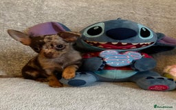 Mixed Breed dogs for sale: Chihuahua x  - Image 8