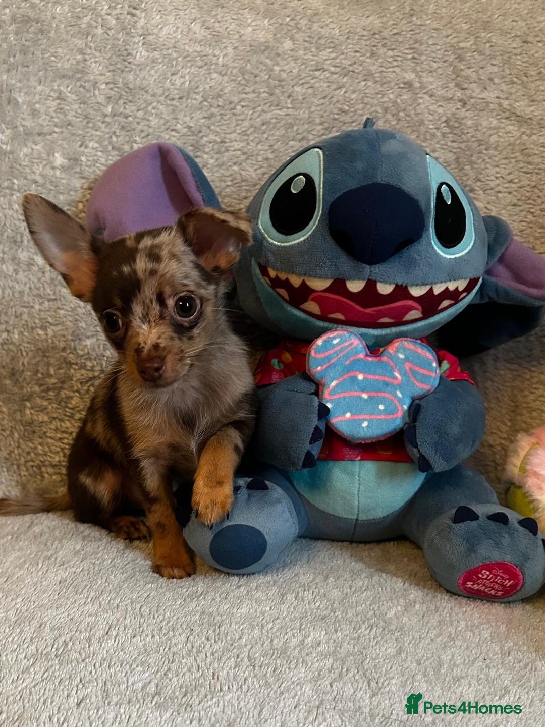 Mixed Breed dogs for sale: Chihuahua x  - Image 8