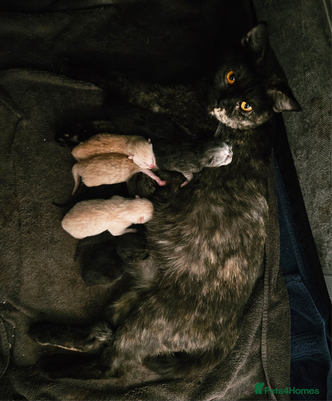 British Shorthair cats for sale: ✨British Shorthair Pedigree Kittens ✨ - Image 11