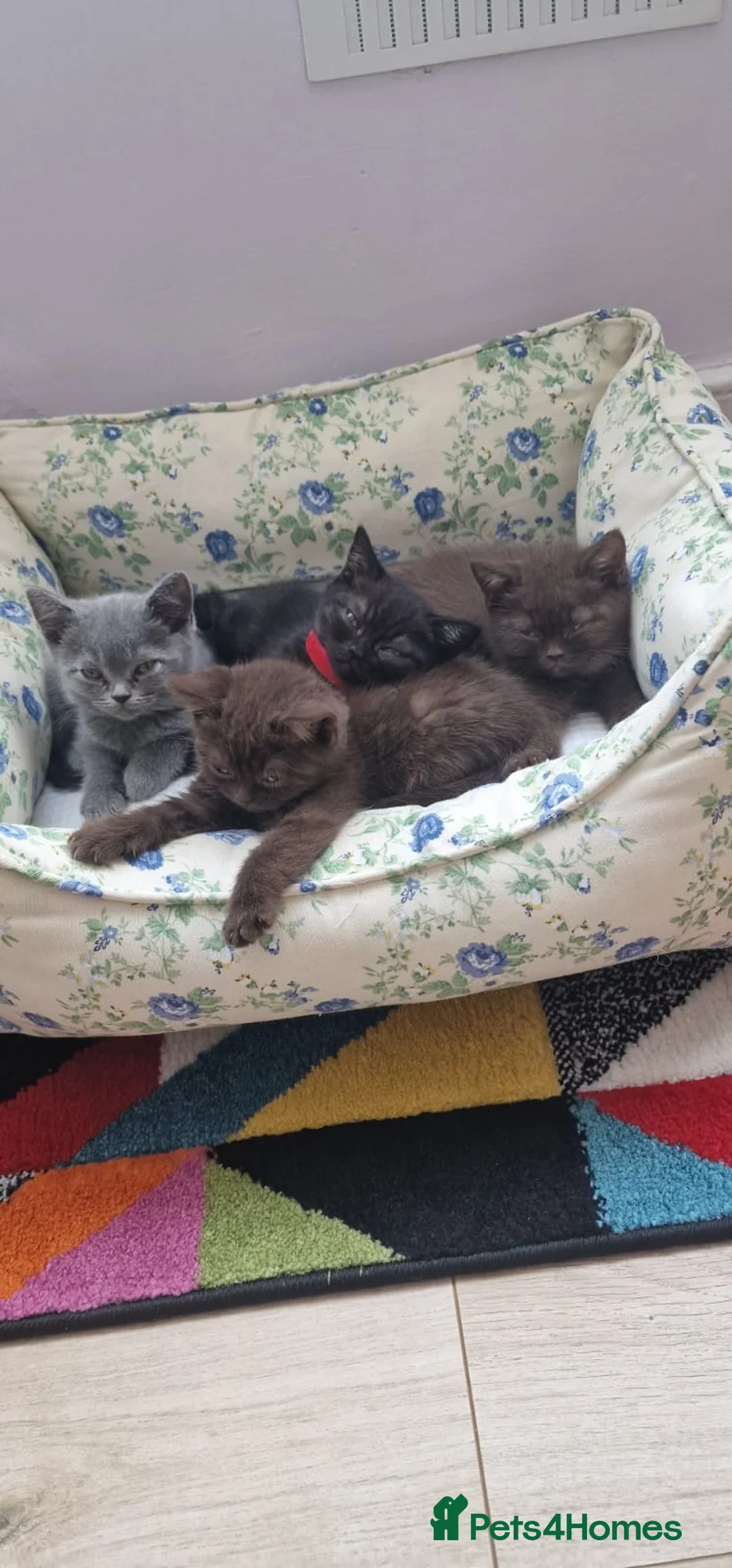 British Shorthair cats for stud: Chocolate British shorthair GCCF Active in London - Advert 13