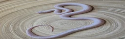 Corn Snake reptiles for sale: Palmetto and caramel palmetto corn snakes  - Advert 6
