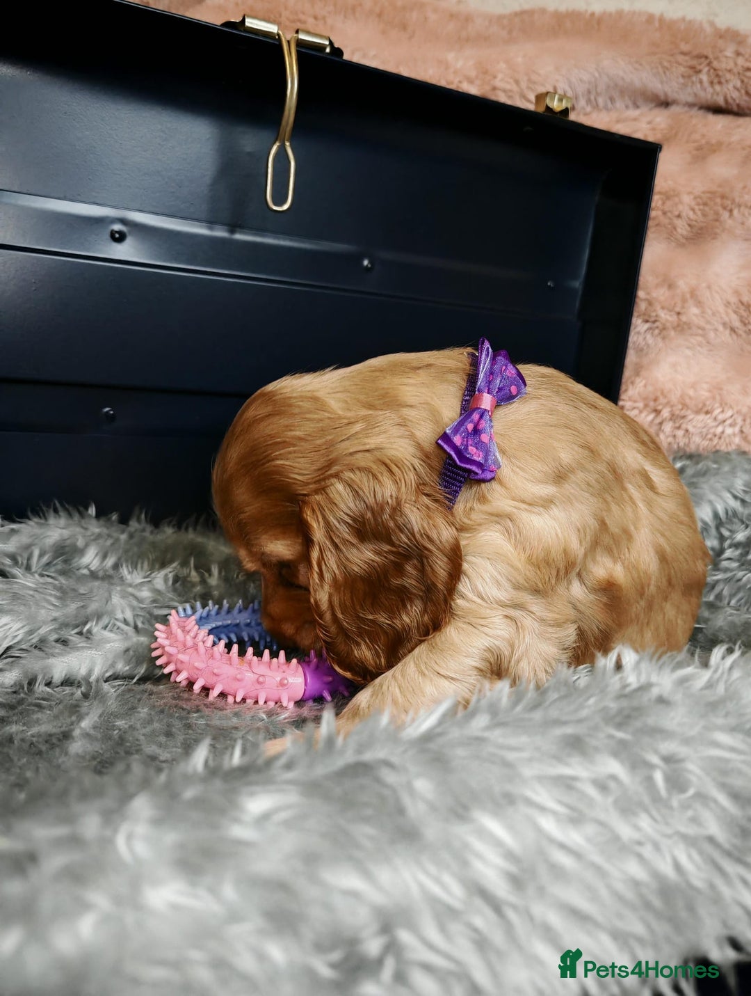 Cocker Spaniel dogs for sale: STUNNING LITTER OF KC SHOW COCKER SPANIEL PUPS!  - Image 7