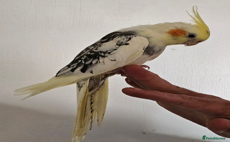 Cockatiels birds - Advert 7