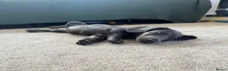 Miniature Dachshund dogs for sale: Beautiful PRA Clear Mini Dachshund Puppies  - Advert 4
