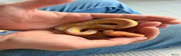 Python Snake reptiles for sale: Beautiful Banana Clown  - Advert 5