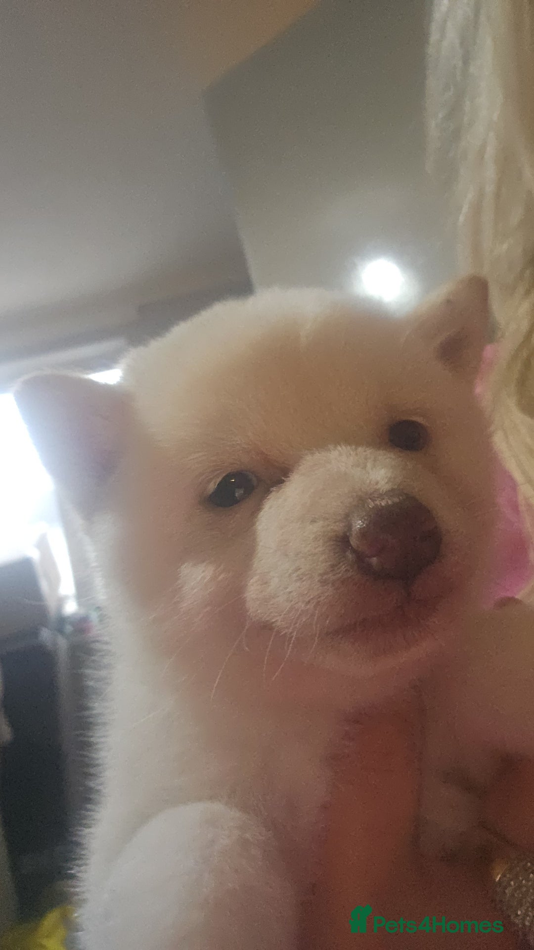 Japanese Shiba Inu dogs for sale: Japanese shiba Inu Puppy  - Advert 10